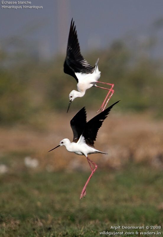 Échasse blanche