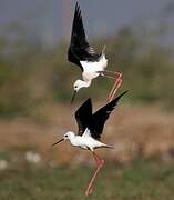 Black-winged Stilt