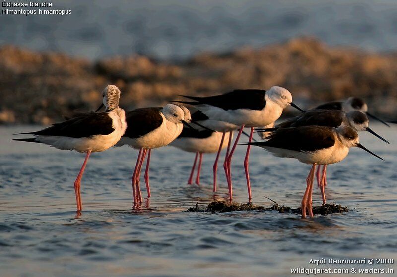 Black-winged Stilt