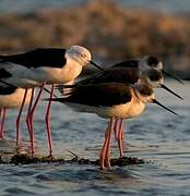 Black-winged Stilt