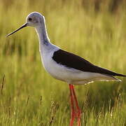 Black-winged Stilt