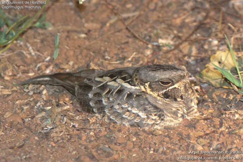 Large-tailed Nightjar