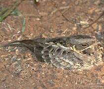 Large-tailed Nightjar