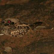 Large-tailed Nightjar