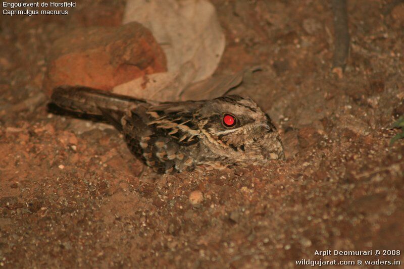 Large-tailed Nightjar