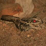 Large-tailed Nightjar