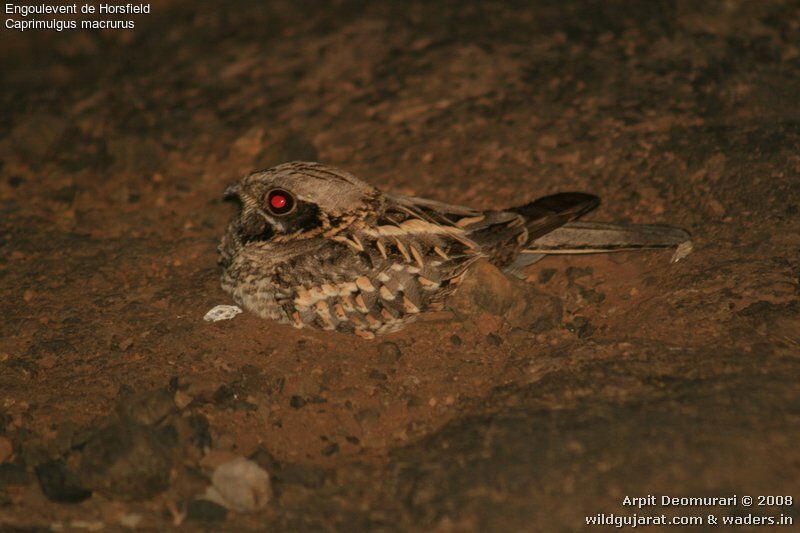 Large-tailed Nightjar