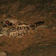 Large-tailed Nightjar