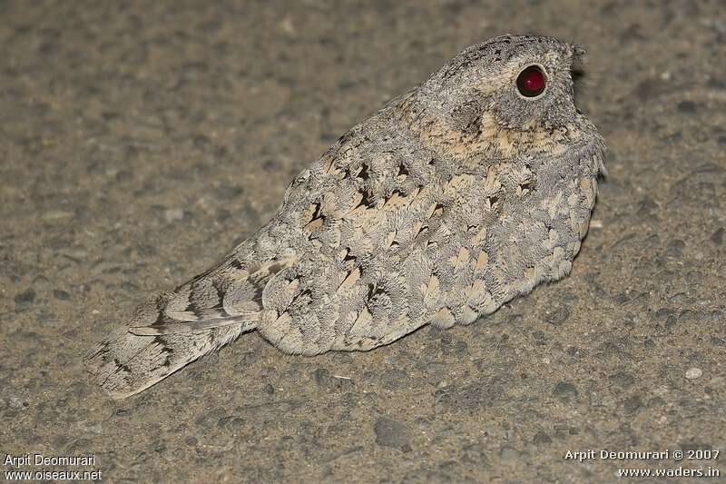 Grey Nightjar