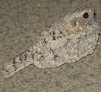 Grey Nightjar