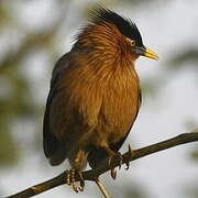 Brahminy Starling