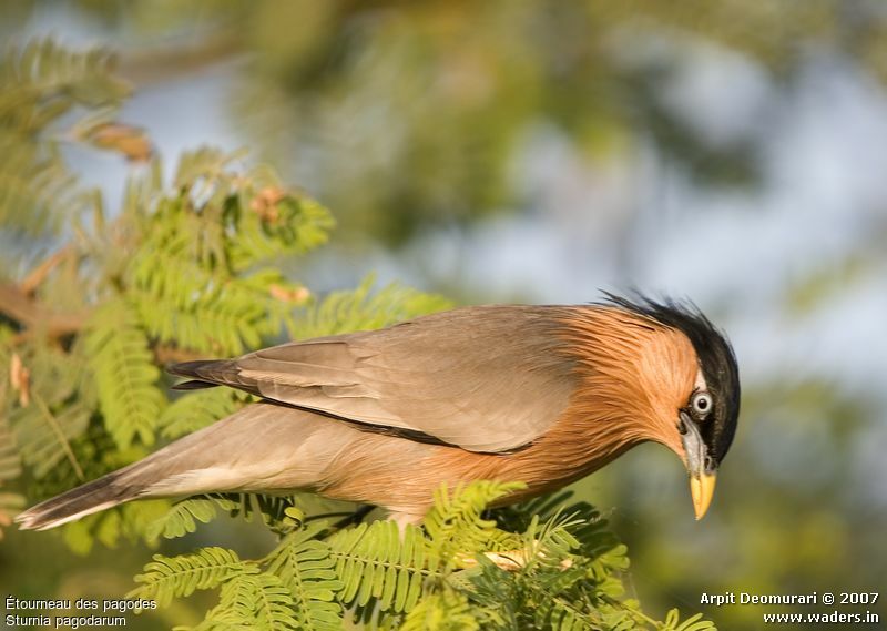 Brahminy Starling