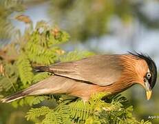 Brahminy Starling