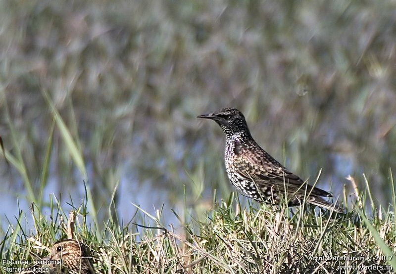 Common Starling