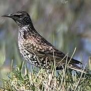 Common Starling