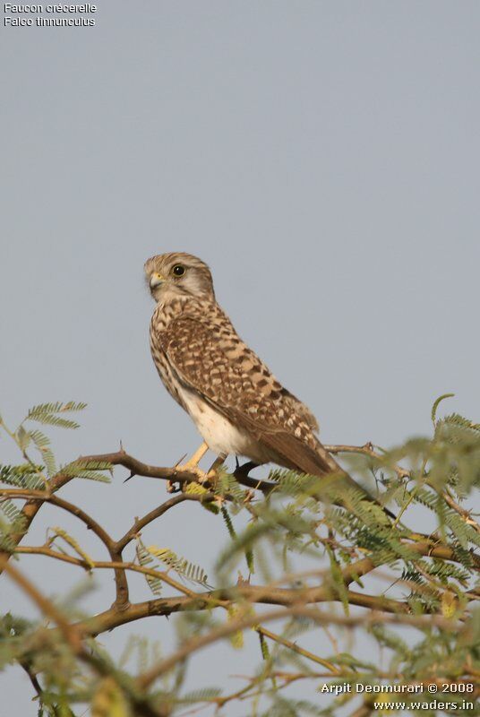 Common Kestrel