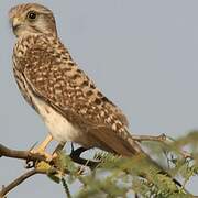 Common Kestrel