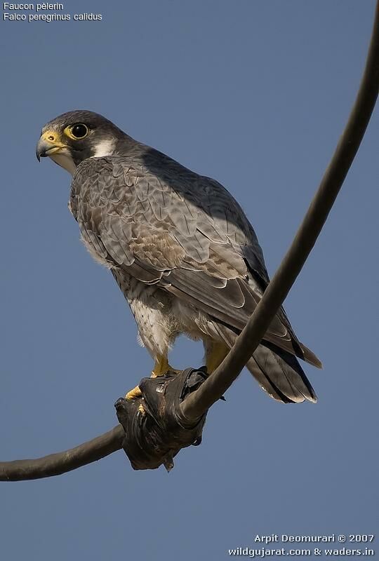 Peregrine Falcon