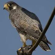 Peregrine Falcon