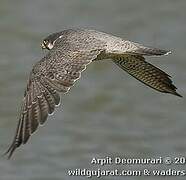 Peregrine Falcon