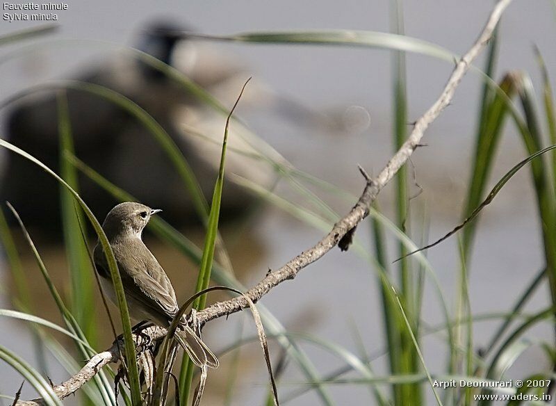 Desert Whitethroat