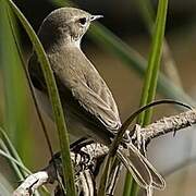 Desert Whitethroat