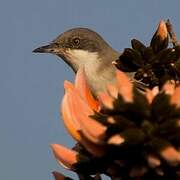 Eastern Orphean Warbler