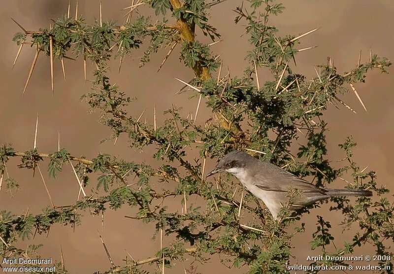 Eastern Orphean Warbler female adult post breeding, identification