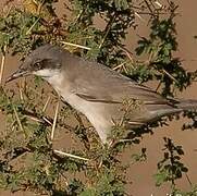 Eastern Orphean Warbler