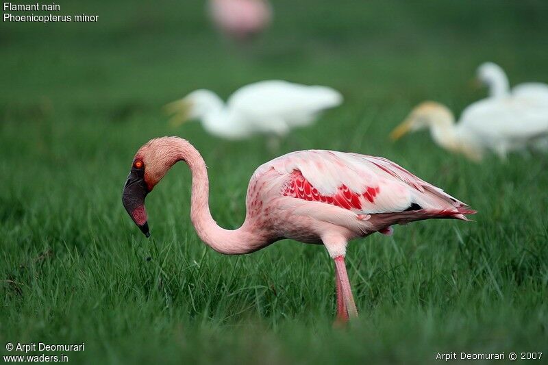 Lesser Flamingoadult