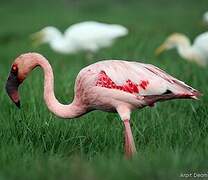 Lesser Flamingo