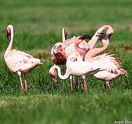 Lesser Flamingo