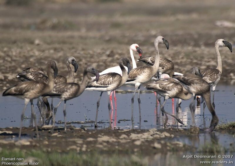 Lesser Flamingo