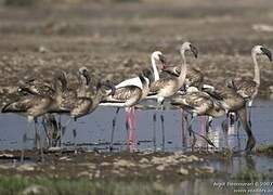 Lesser Flamingo