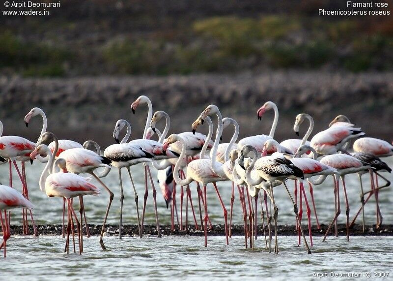 Greater Flamingo