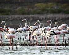 Greater Flamingo