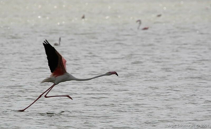 Flamant rose