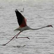 Flamant rose