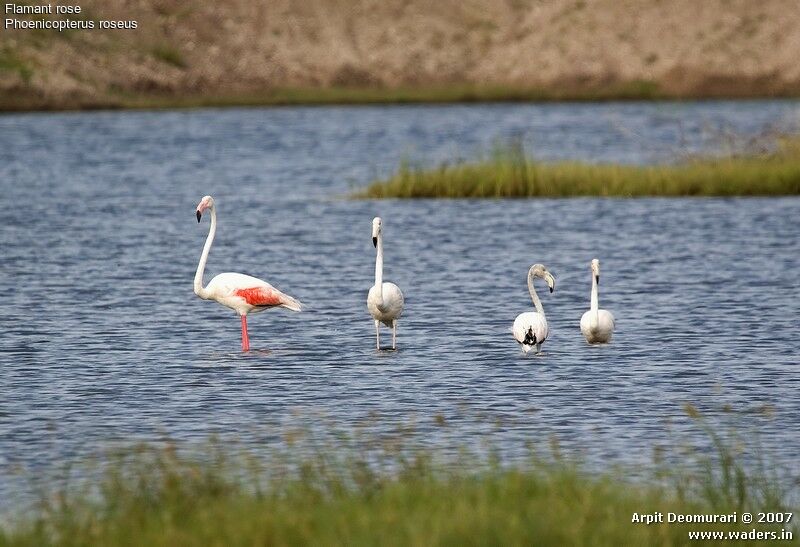 Flamant rose