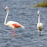 Flamant rose