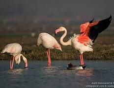 Flamant rose