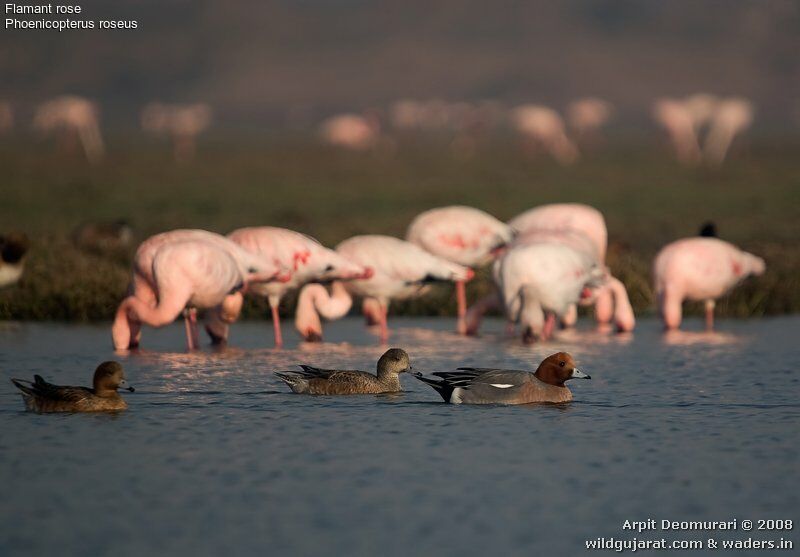 Greater Flamingo