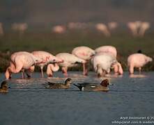 Greater Flamingo