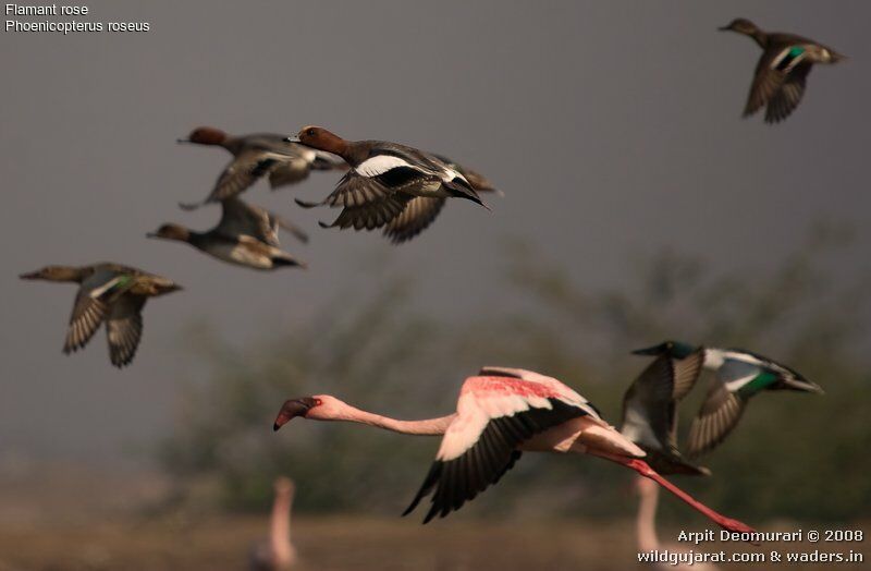 Greater Flamingo