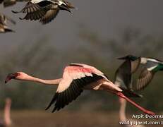 Flamant rose