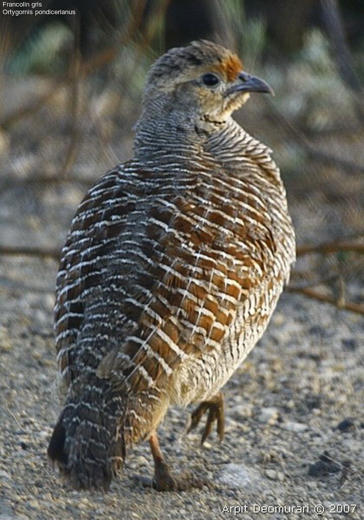 Grey Francolin