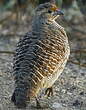 Francolin gris