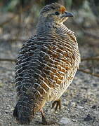 Grey Francolin