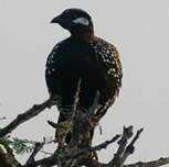 Francolin noir