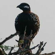 Black Francolin